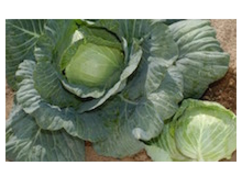 Puhtimata kapsas ´Charmant´ 2500 s