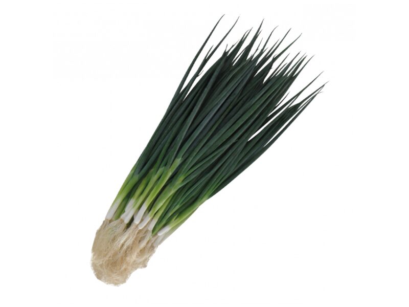 Puhtimata salatisibul ´Totem´ 100 000 s