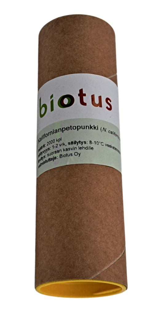 Röövlest A. californicus 2000 tk