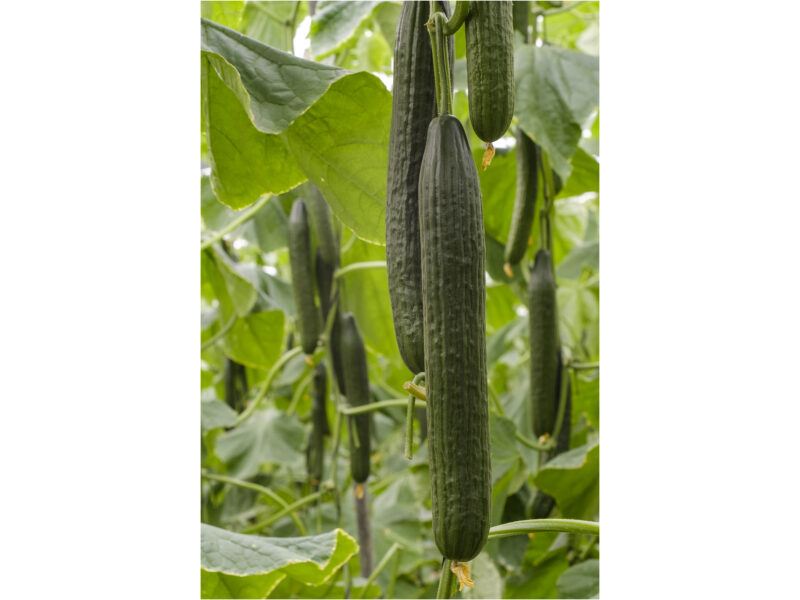 Pikk Kurk Izal 250 s