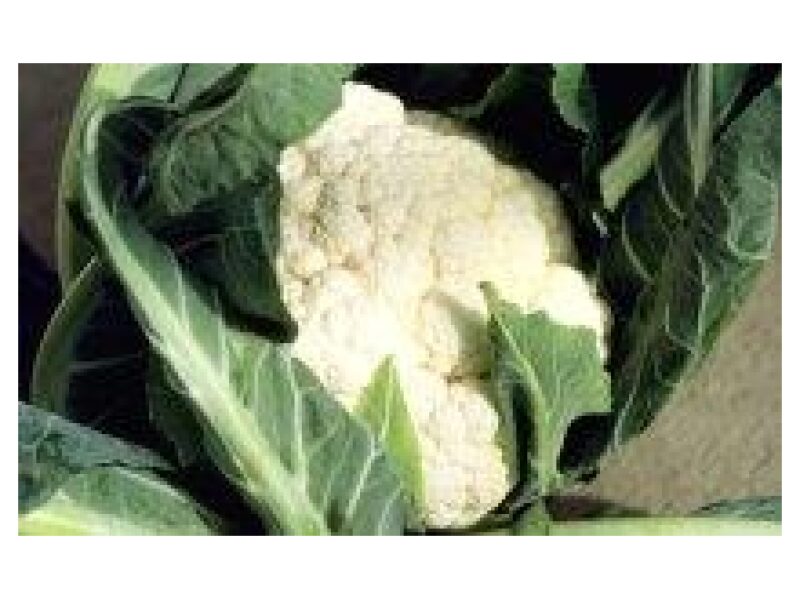 Puhtimata lillkapsas Merton 2500 s