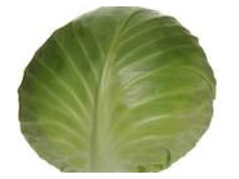 Puhtimata kapsas Monroo 2500 s