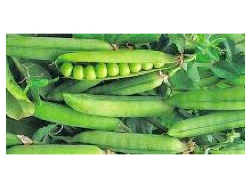 Hernes Onward puhtimata 25 kg