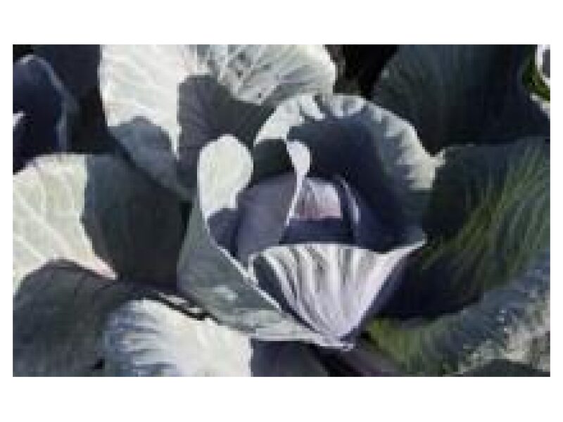 Puhtimata Kapsas Rodima 2500 s