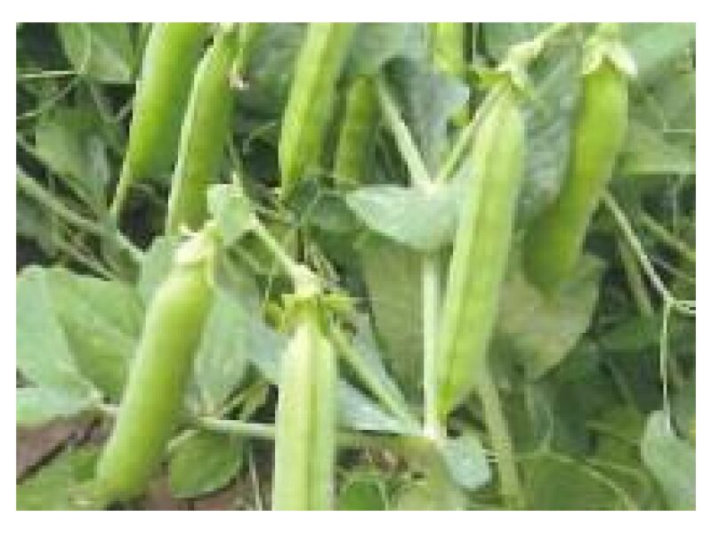 Hernes Salinero 50 000 s