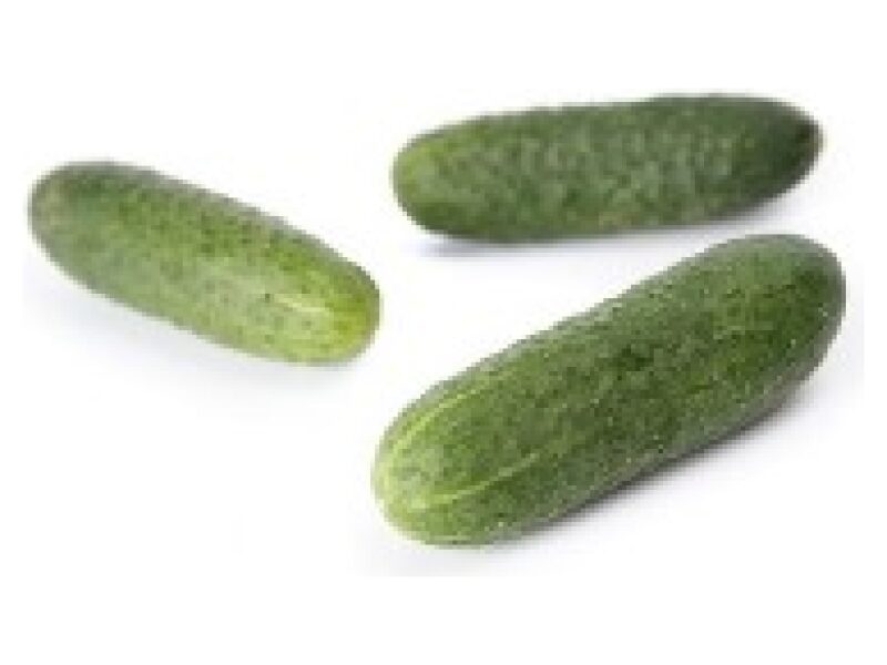 Lühike Kurk Kybria RZ 100 s