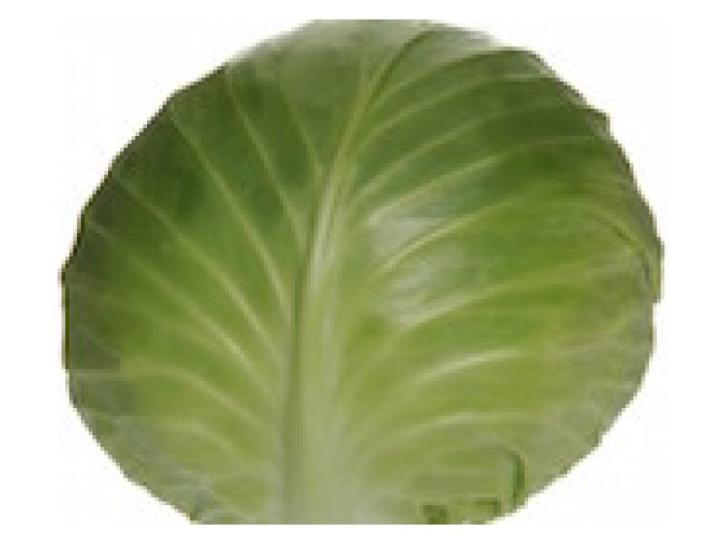 Kapsas ´Monroo´ 2500 s