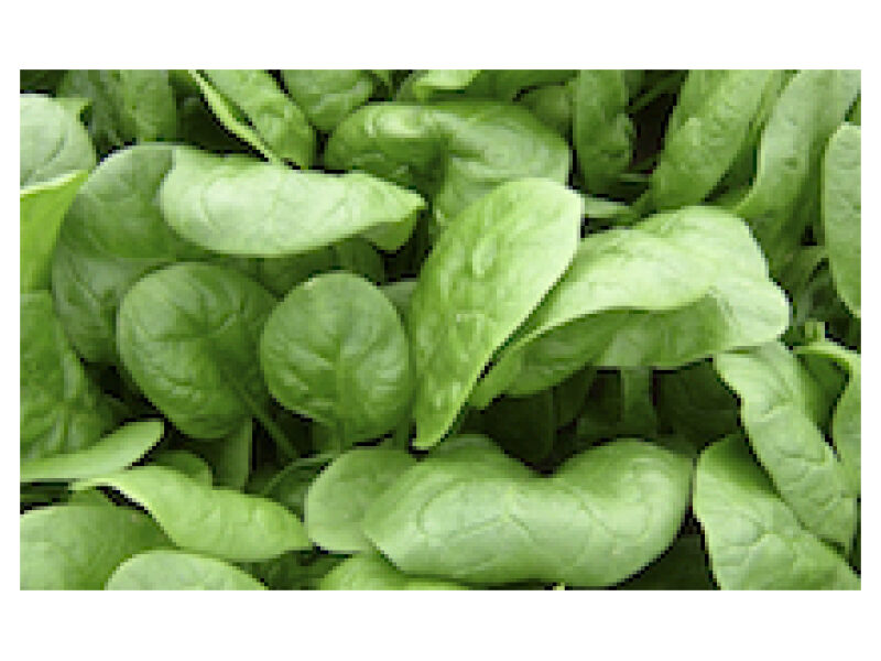 Spinat ´Apollo´ 50 000 s