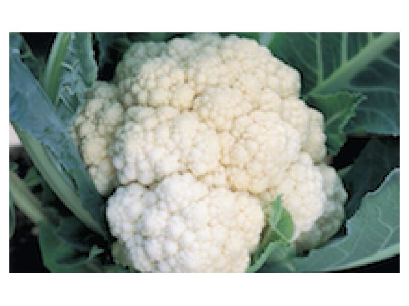 Lillkapsas ´White Excel´