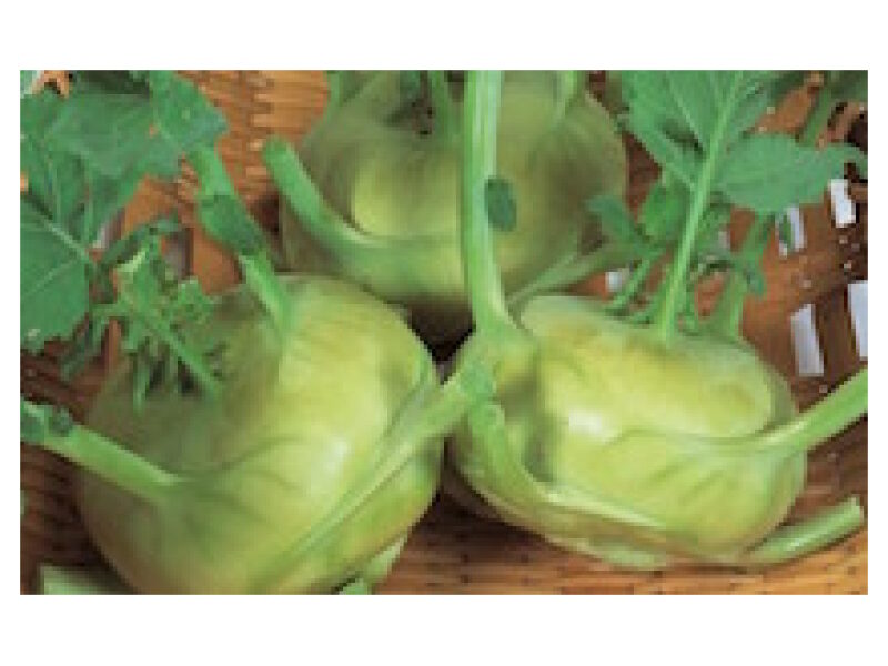 Puhtimata nuikapsas ´Quikstar´