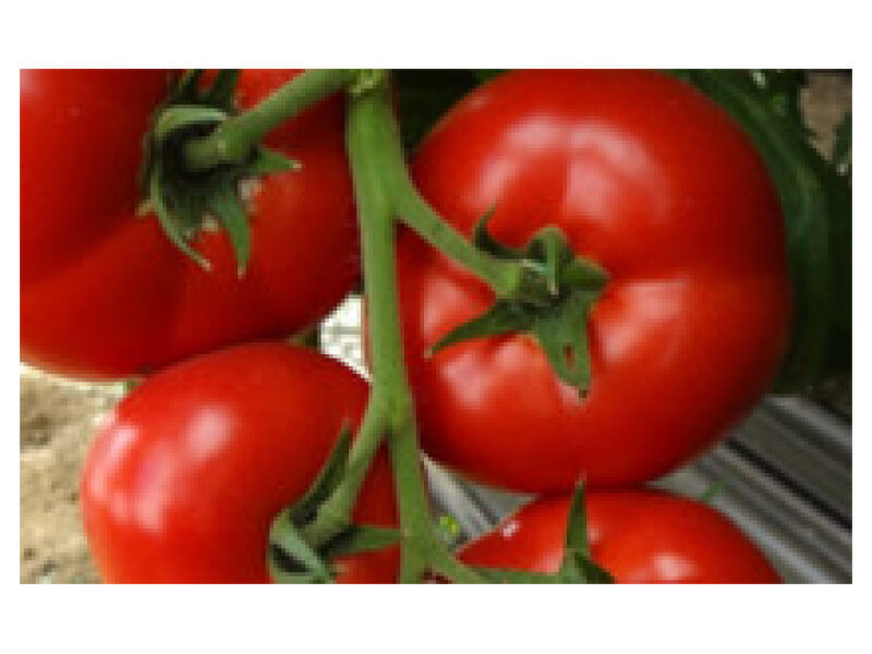 Tomat ´Amerigo´ 250 s