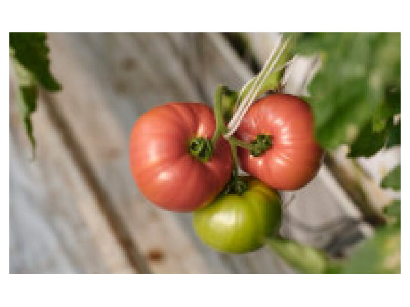 Tomat Esmira 100 s