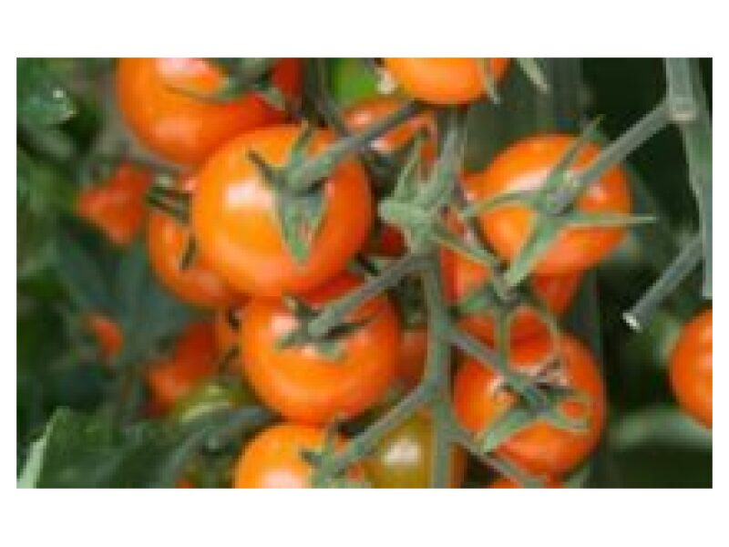 Tomat Golden Cherry 100 s