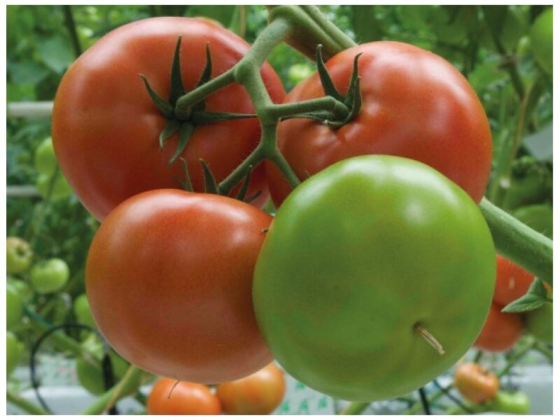 Tomat ´Beef Bang´ 250 s