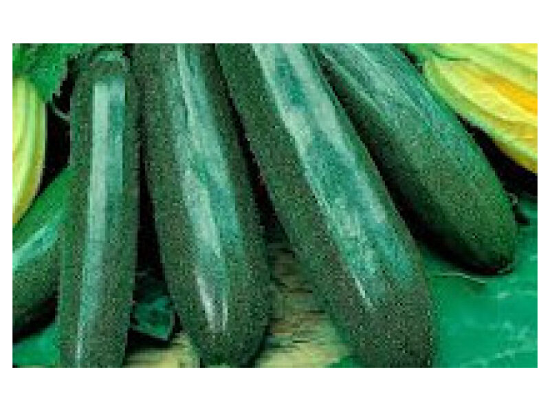 Suvikõrvits ´Cora´ 1000 s