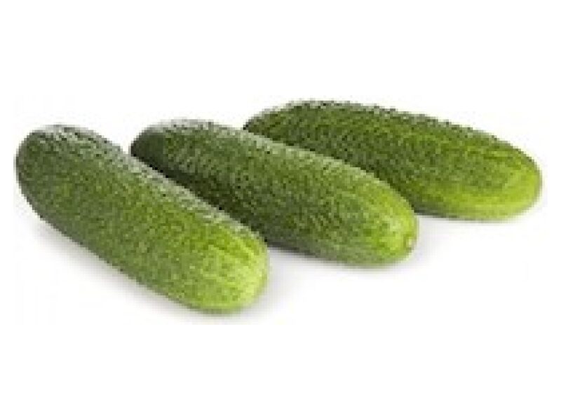 Lühike kurk ´Lehar´ 100 s