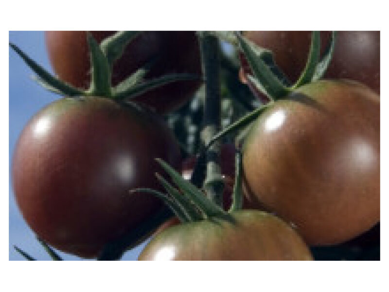 Tomat ´Black Cherry´ 250 s