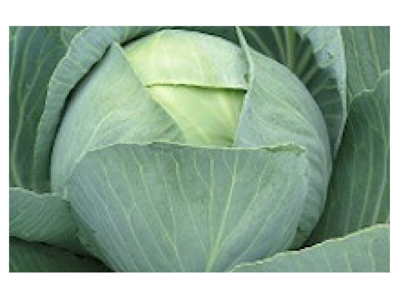 Kapsas ´Zoltan´ 2500 s