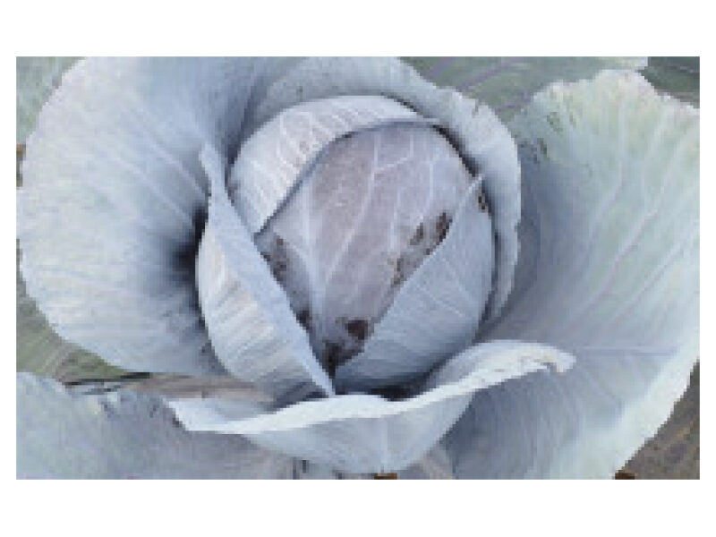 Kapsas ´Rozera´ 2500 s