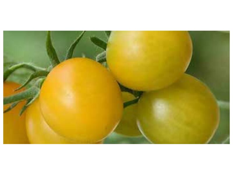 Tomat ´Summer Sun´ 250 s