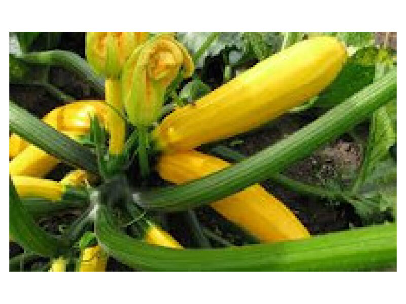 Suvikõrvits ´Orelia´ 1000 s