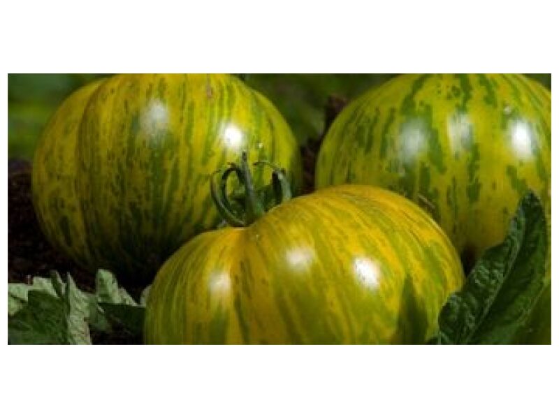 Tomat ´Green Zebra´ 250 s