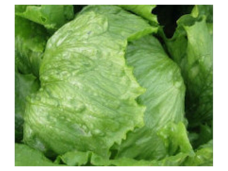 Jääsalat ´Robinson´ 5 g