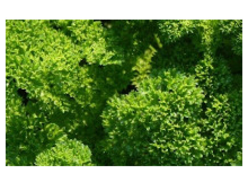 Petersell ´Bravour´ 50 g