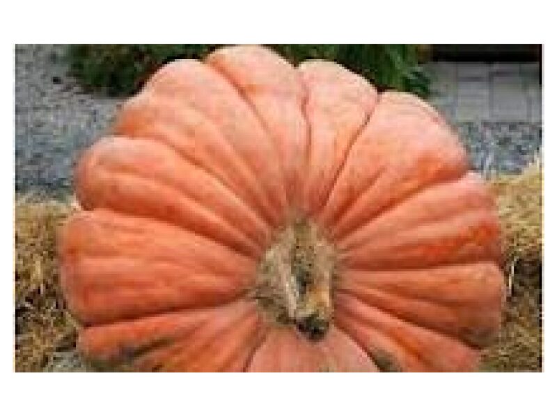 Kõrvits Atlantic Gigant 100 s