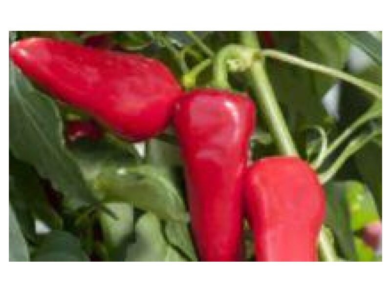 Paprika Balconi 250 s