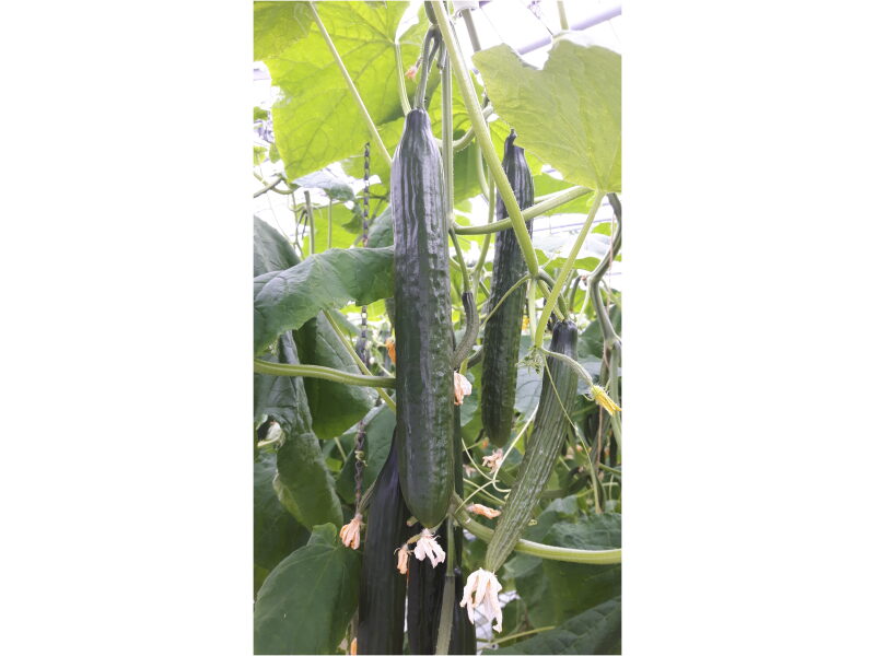 Pikk Kurk Bendigo 250 s