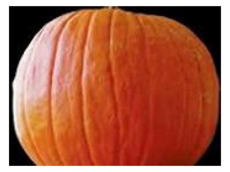 Kõrvits Big Max 100 s