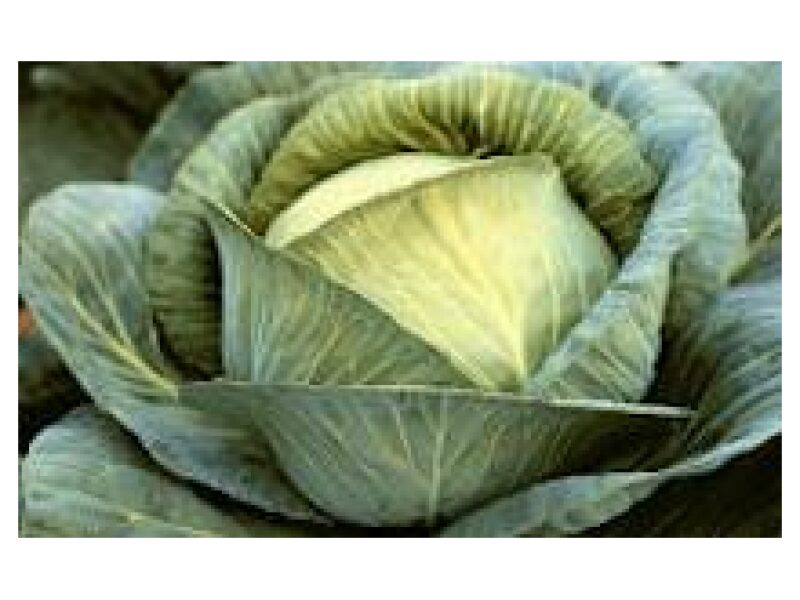 Kapsas Burton 2500 s