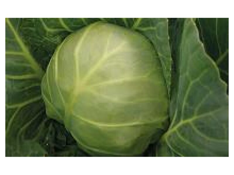 Kapsas Carrera 2500 s