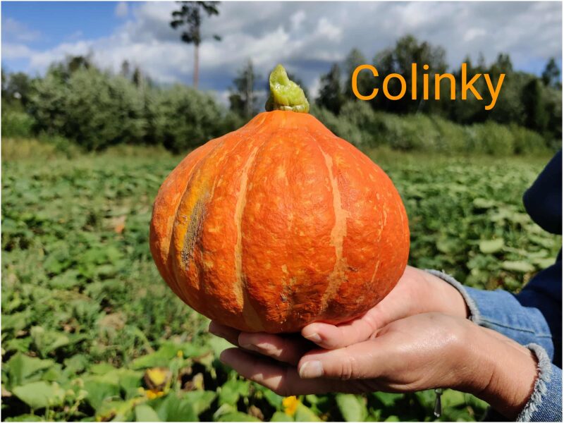 Kõrvits Colinky 500 s