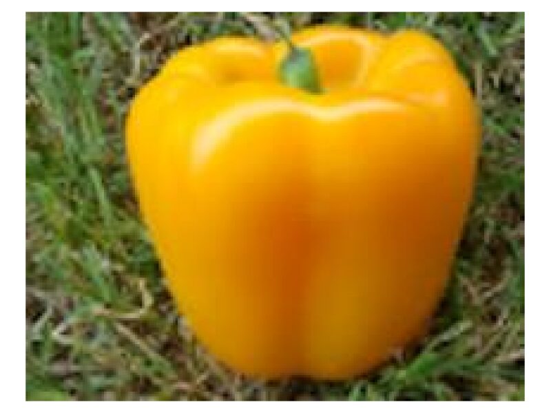 Paprika Esperanto 500 s