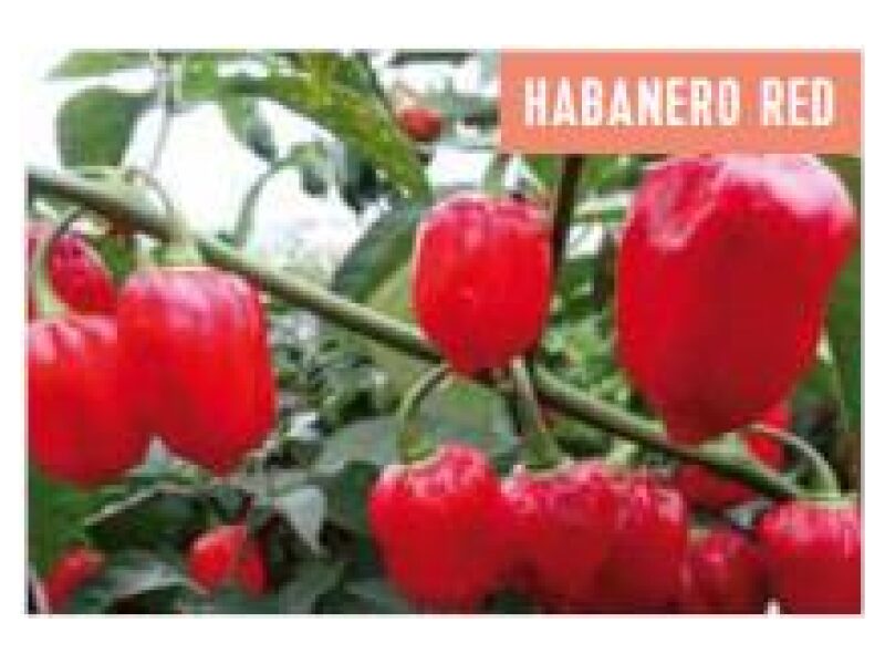 Paprika Habnero 100 s