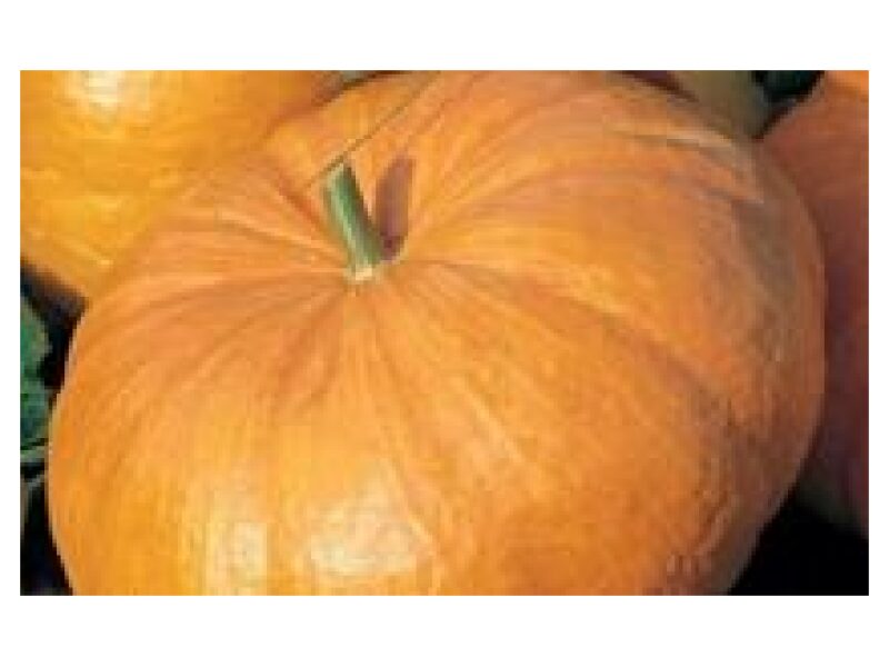 Kõrvits Kampe Melon 100 s