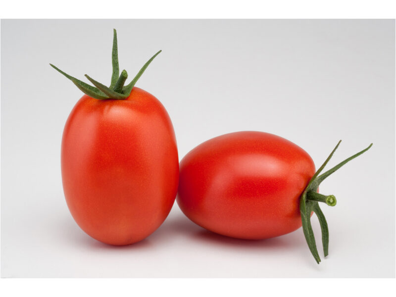 Tomat Oceano 500 s