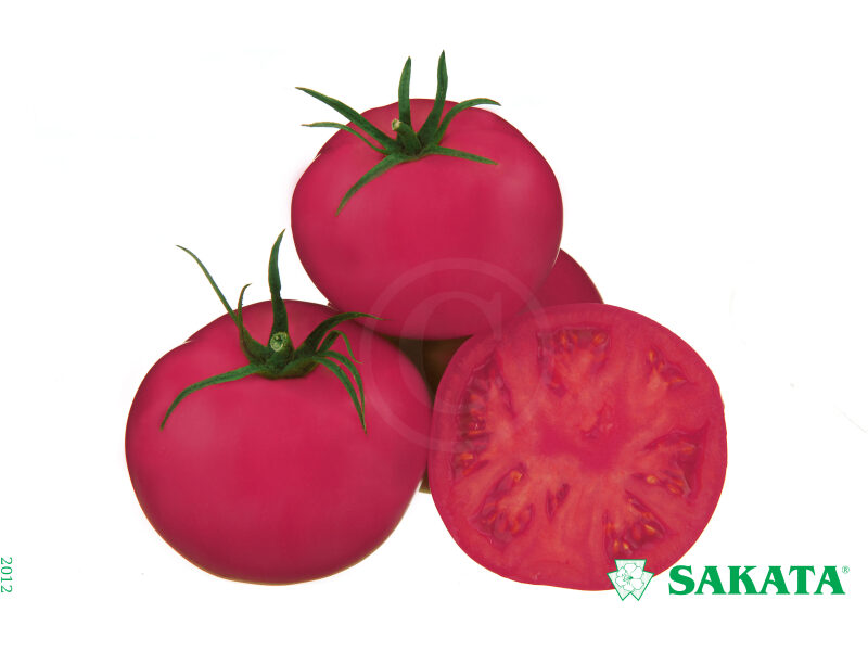 Tomat Fuji Pink 250 s