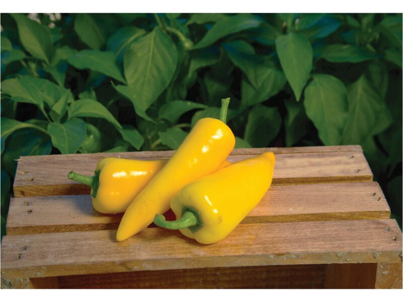 Paprika Terrazzi 250 s