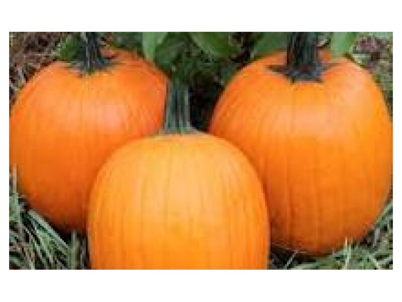 Kõrvits Tom Fox 100 s