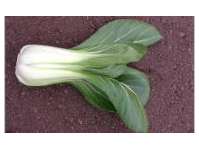 Pak Choi Chifu 2500 s
