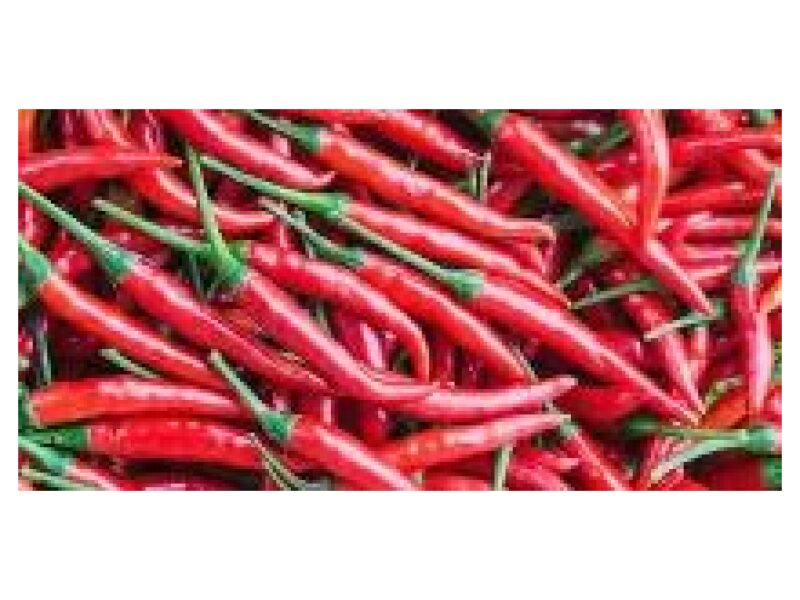 Paprika Cheyenne 100 s