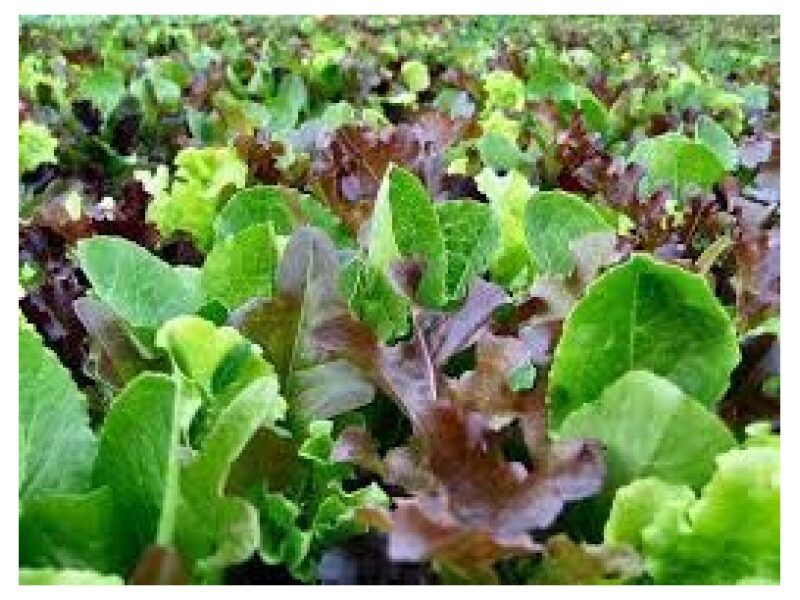 CN Salad Leaf Mix Lettuce Mesulun Mix 50 g