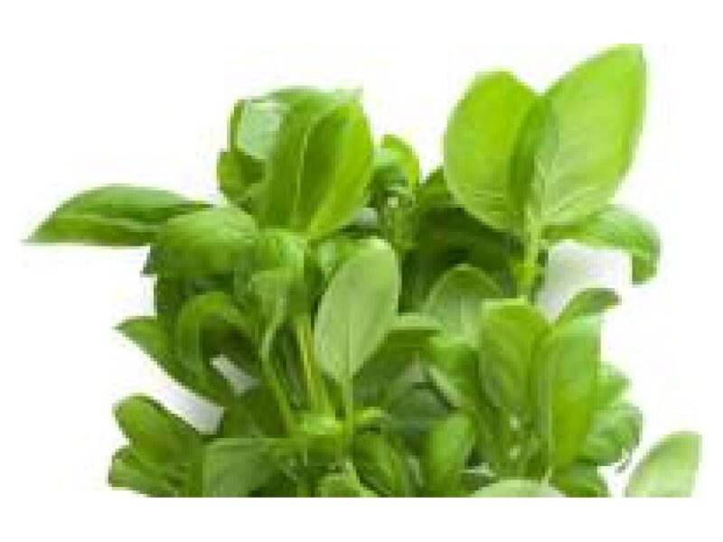 Basiilik Nicola 25 g