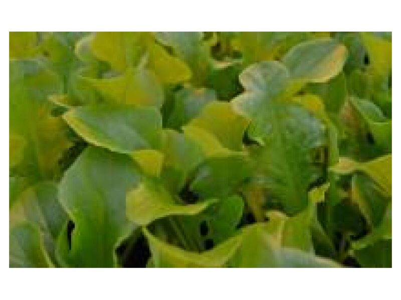 Salat Oak Leaf 3337 25 g