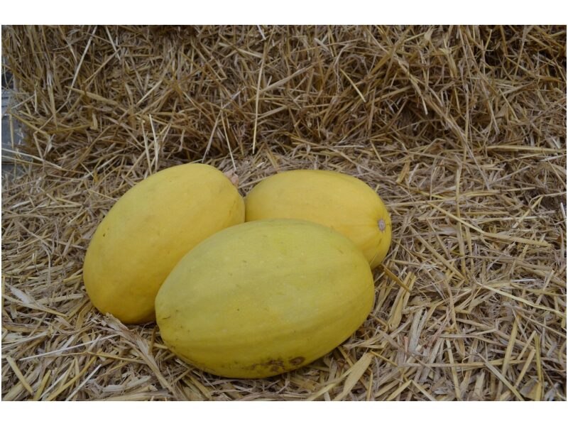 Kõrvits Spaghetti Pinnacle 250s