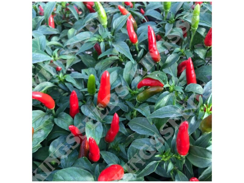 Paprika Quickfire 100 s