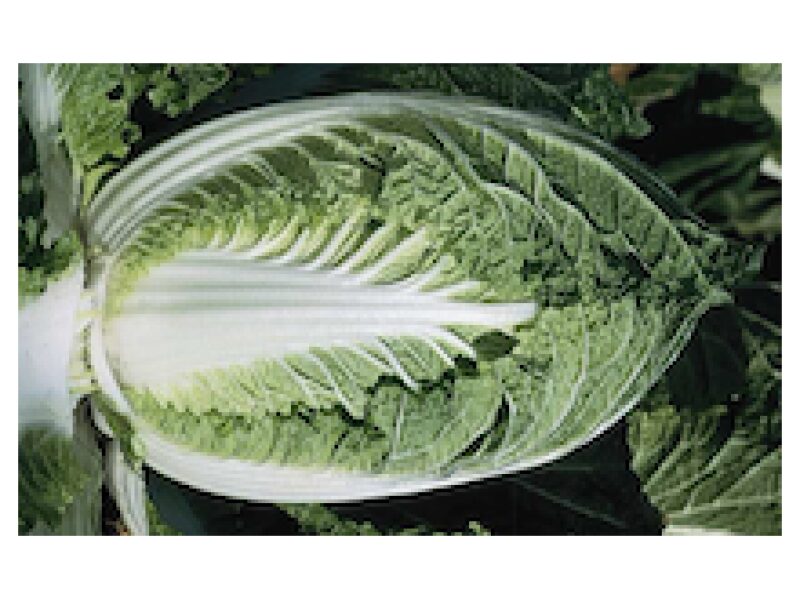 Hiina kapsas ´Yuki´